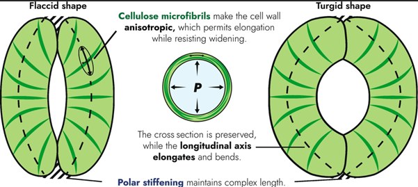 Diagram showing flaccid and turgid guard-cell shapes.