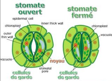 Diagram comparing an open and closed stomate.